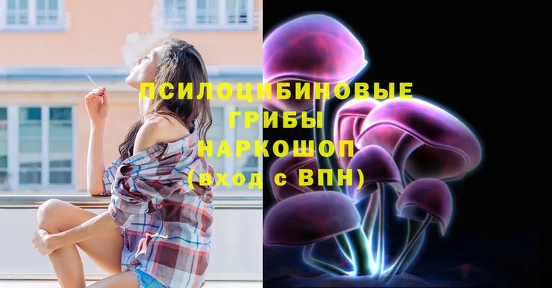 Псилоцибиновые грибы Psilocybe  Кохма 